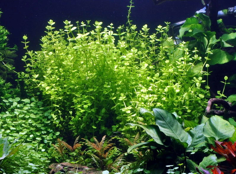 Rundblättriges Büchsenkraut WEISS-GRÜN Im Topf / Lindernia Rotundifolia 'Variegated' 4 Rundblättriges Büchsenkraut WEISS-GRÜN Im Topf / Lindernia Rotundifolia 'Variegated' – Bild 2