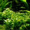 1-2-GROW! Kriechende Staurogyne / Staurogyne Spec. Repens Von TROPICA 2 1-2-GROW! Kriechende Staurogyne / Staurogyne Spec. Repens Von TROPICA -Hobby || DENNERLE || Flamingo Verkäufe T049GTC T 1 1