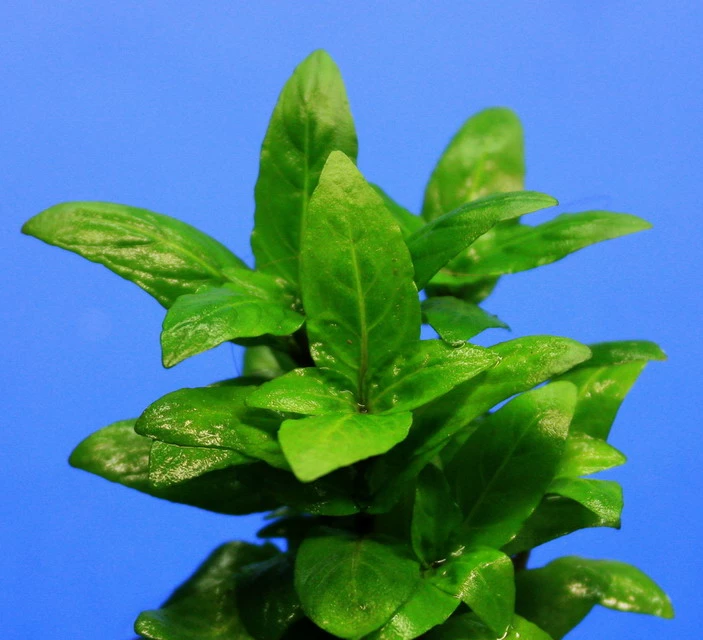 Kriechende Staurogyne / Staurogyne Spec. Rio Cristalino *NEUHEIT* 3 Kriechende Staurogyne / Staurogyne Spec. Rio Cristalino *NEUHEIT*