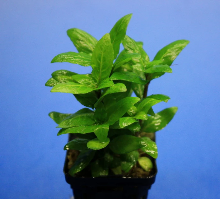 Kriechende Staurogyne / Staurogyne Spec. Rio Cristalino *NEUHEIT* 4 Kriechende Staurogyne / Staurogyne Spec. Rio Cristalino *NEUHEIT* – Bild 2