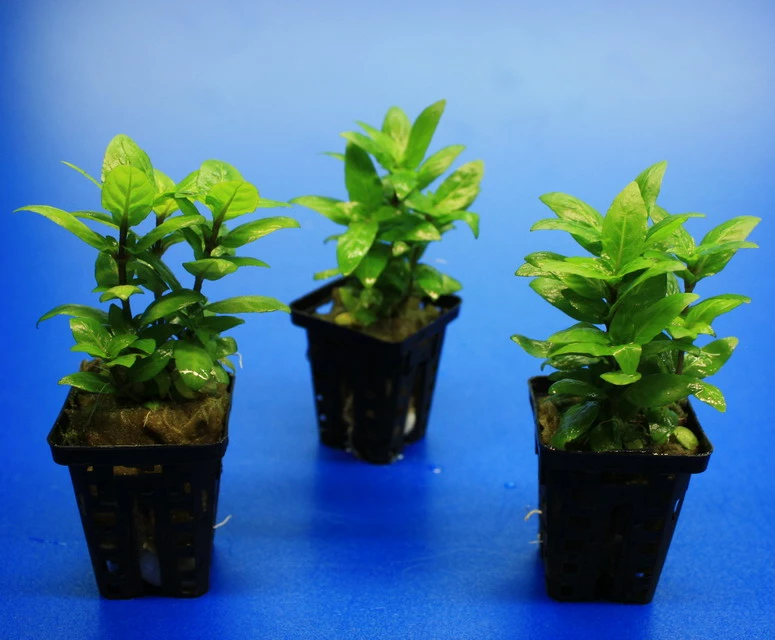 Kriechende Staurogyne / Staurogyne Spec. Rio Cristalino *NEUHEIT* 5 Kriechende Staurogyne / Staurogyne Spec. Rio Cristalino *NEUHEIT* – Bild 3