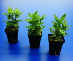 Kriechende Staurogyne / Staurogyne Spec. Rio Cristalino *NEUHEIT* 9 Kriechende Staurogyne / Staurogyne Spec. Rio Cristalino *NEUHEIT* -Hobby || DENNERLE || Flamingo Verkäufe T049G T 1 4