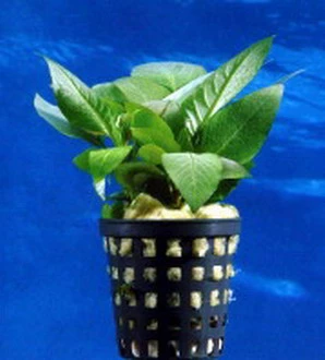 Mini Kirschblatt / Hygrophila Corymbosa Compact - Kompakt 4 Mini Kirschblatt / Hygrophila Corymbosa Compact - Kompakt – Bild 2