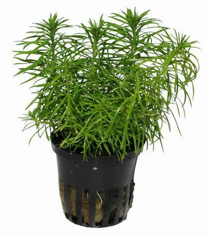 Indische Sternpflanze / Pogostemon Erectus - NEUHEIT *Rarität* 3 Indische Sternpflanze / Pogostemon Erectus - NEUHEIT *Rarität*