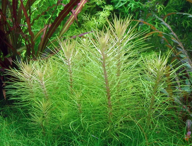 Indische Sternpflanze / Pogostemon Erectus - NEUHEIT *Rarität* 4 Indische Sternpflanze / Pogostemon Erectus - NEUHEIT *Rarität* – Bild 2