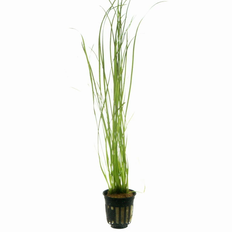 Schmalblättrige Vallisnerie / Vallisneria Nana Im Topf 4 Schmalblättrige Vallisnerie / Vallisneria Nana Im Topf – Bild 2