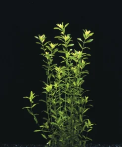 Zierliches Perlenkraut / Micranthemum - Hemianthus Micranthemoides Im Topf