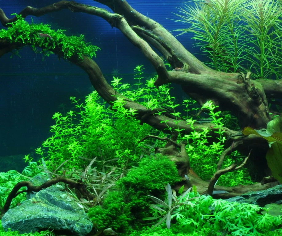 Zierliches Perlenkraut / Micranthemum - Hemianthus Micranthemoides Im Topf 4 Zierliches Perlenkraut / Micranthemum - Hemianthus Micranthemoides Im Topf – Bild 2