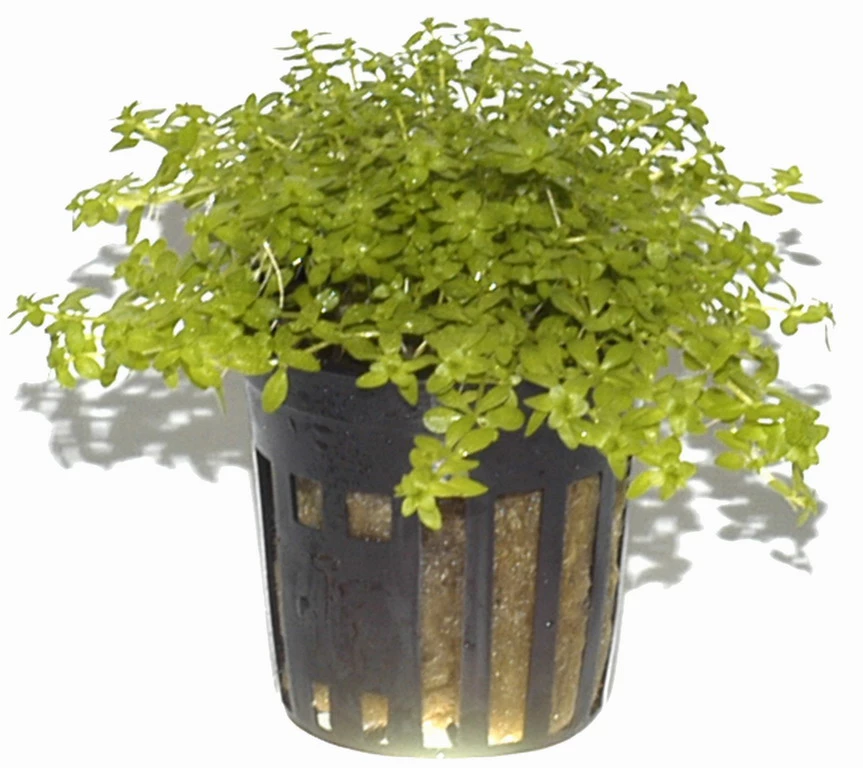 Zierliches Perlenkraut / Micranthemum - Hemianthus Micranthemoides Im Topf 5 Zierliches Perlenkraut / Micranthemum - Hemianthus Micranthemoides Im Topf – Bild 3