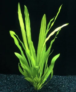 Uruguay-Schwertpflanze / Echinodorus Uruguayensis