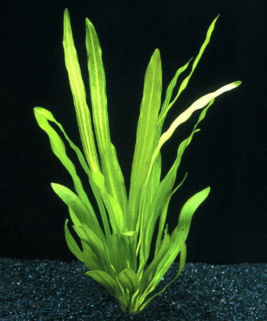 Uruguay-Schwertpflanze / Echinodorus Uruguayensis 3 Uruguay-Schwertpflanze / Echinodorus Uruguayensis