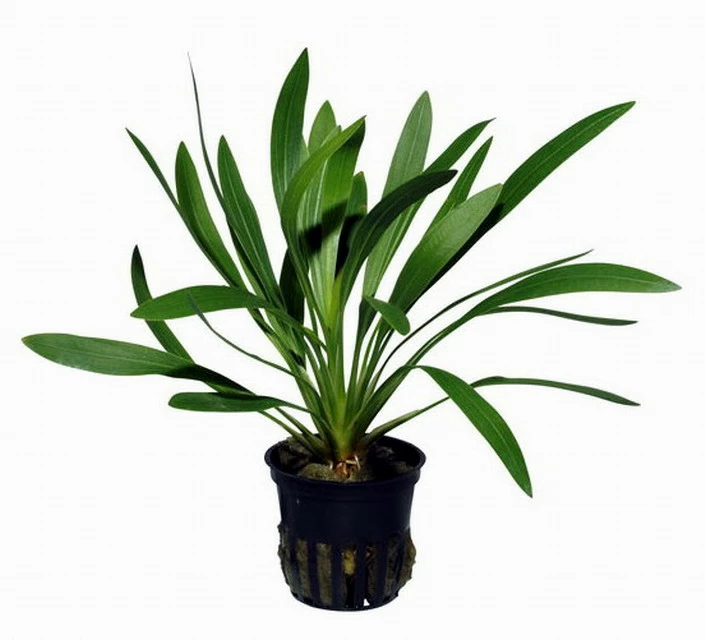 Uruguay-Schwertpflanze / Echinodorus Uruguayensis 4 Uruguay-Schwertpflanze / Echinodorus Uruguayensis – Bild 2