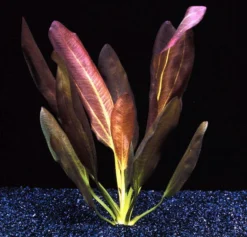 Echinodorus X Barthii Doppelt-Rot / Barths Schwertpflanze, Eine Rarität -Hobby || DENNERLE || Flamingo Verkäufe T072A T 1 4