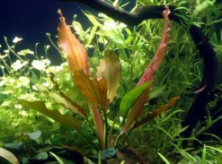 Rosa Schwertpflanze / Echinodorus 'Rose'