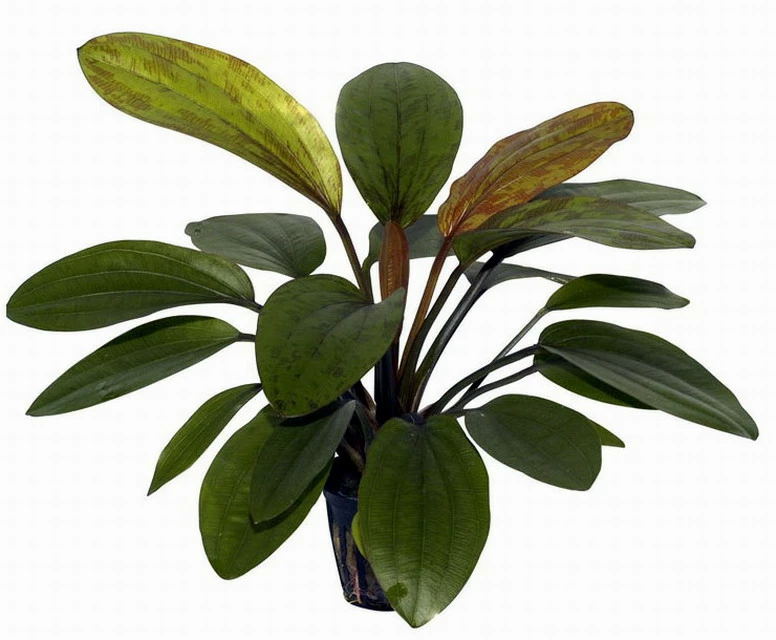 Rosa Schwertpflanze / Echinodorus 'Rose' 4 Rosa Schwertpflanze / Echinodorus 'Rose' – Bild 2