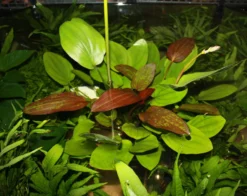 MUTTERPFLANZE Echinodorus Barthii X Doppeltrot / Barths Schwertpflanze, Eine Rarität