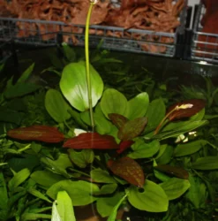 MUTTERPFLANZE Echinodorus Barthii X Doppeltrot / Barths Schwertpflanze, Eine Rarität -Hobby || DENNERLE || Flamingo Verkäufe T072T 1 3