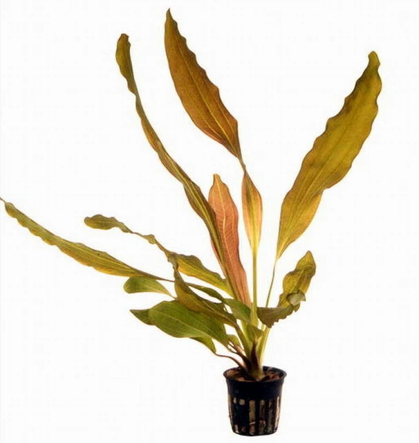 Rubinrote Schwertpflanze / Echinodorus 'Rubin' 4 Rubinrote Schwertpflanze / Echinodorus 'Rubin' – Bild 2