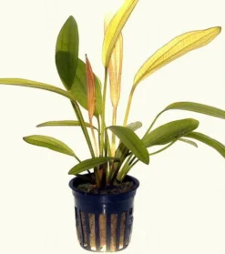 Kleine Rubinrote Schwertpflanze / Echinodorus 'Red Diamond' -Hobby || DENNERLE || Flamingo Verkäufe T074D T 1 2