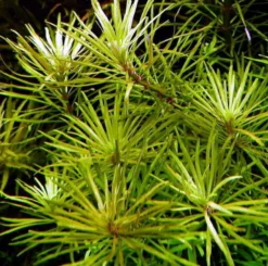 Quirlblättrige Sternpflanze / Pogostemon Stellatus (Eusteralis Stellata) Im Topf -Hobby || DENNERLE || Flamingo Verkäufe T075BL 1 2