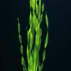 Große Wasserschraube / Vallisneria Americana - Asiatica Im Topf
