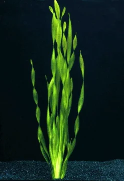 Große Wasserschraube / Vallisneria Americana - Asiatica Im Topf