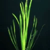 Glattblättrige Wasserschraube / Vallisneria Spiralis Im Topf 2 Glattblättrige Wasserschraube / Vallisneria Spiralis Im Topf -Hobby || DENNERLE || Flamingo Verkäufe T088PP 1 1