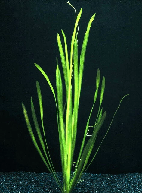 Glattblättrige Wasserschraube / Vallisneria Spiralis Im Topf 3 Glattblättrige Wasserschraube / Vallisneria Spiralis Im Topf