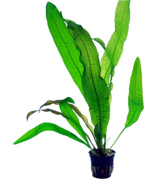 Große Genoppte Wasserähre / Aponogeton Boivinianus 3 Große Genoppte Wasserähre / Aponogeton Boivinianus