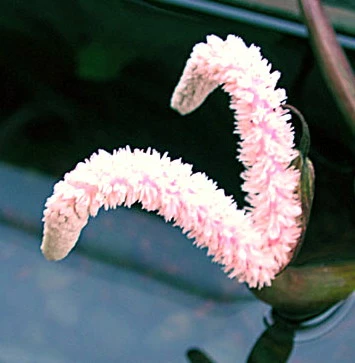 Große Genoppte Wasserähre / Aponogeton Boivinianus 4 Große Genoppte Wasserähre / Aponogeton Boivinianus – Bild 2