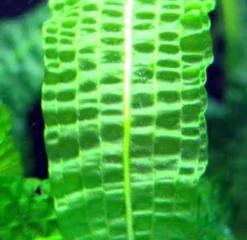 Große Genoppte Wasserähre / Aponogeton Boivinianus 8 Große Genoppte Wasserähre / Aponogeton Boivinianus -Hobby || DENNERLE || Flamingo Verkäufe T088 T 1 3