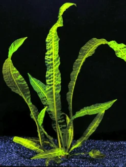 Große Genoppte Wasserähre / Aponogeton Boivinianus 9 Große Genoppte Wasserähre / Aponogeton Boivinianus -Hobby || DENNERLE || Flamingo Verkäufe T088 T 1 4