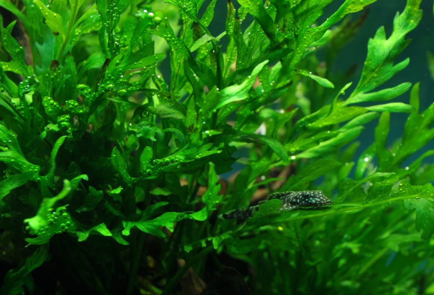 Kongo Wasserfarn / Bolbitis Heudelotii 3 Kongo Wasserfarn / Bolbitis Heudelotii