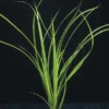 Helfers Zyperngras / Cyperus Helferi Im Topf 2 Helfers Zyperngras / Cyperus Helferi Im Topf -Hobby || DENNERLE || Flamingo Verkäufe T092PP 1 1