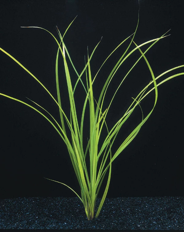 Helfers Zyperngras / Cyperus Helferi Im Topf 3 Helfers Zyperngras / Cyperus Helferi Im Topf