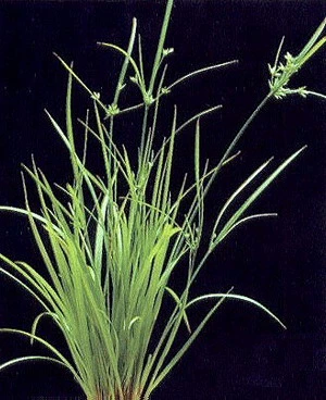 Helfers Zyperngras / Cyperus Helferi Im Topf 4 Helfers Zyperngras / Cyperus Helferi Im Topf – Bild 2