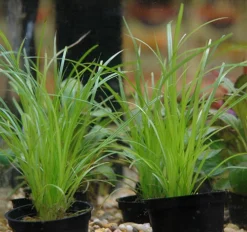 Helfers Zyperngras / Cyperus Helferi Im Topf 7 Helfers Zyperngras / Cyperus Helferi Im Topf -Hobby || DENNERLE || Flamingo Verkäufe T092PP 1 3