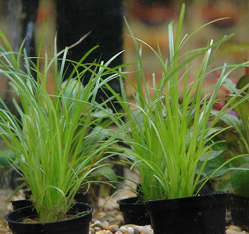 Helfers Zyperngras / Cyperus Helferi Im Topf 5 Helfers Zyperngras / Cyperus Helferi Im Topf – Bild 3