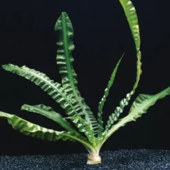 Flutende Hakenlilie / Crinum Natans (Crinum Aquatica)