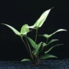 Herzblättriges Riesenspeerblatt / Anubias Hastifolia 1 Herzblättriges Riesenspeerblatt / Anubias Hastifolia -Hobby || DENNERLE || Flamingo Verkäufe T10072ST 1 1
