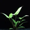 MUTTERPFLANZE Herzblättriges Riesenspeerblatt / Anubias Hastifolia 2 MUTTERPFLANZE Herzblättriges Riesenspeerblatt / Anubias Hastifolia -Hobby || DENNERLE || Flamingo Verkäufe T10098ST 1 1