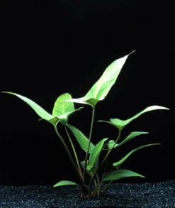 MUTTERPFLANZE Herzblättriges Riesenspeerblatt / Anubias Hastifolia