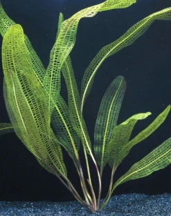 Madagaskar Gitterpflanze / Aponogeton Madagascariensis