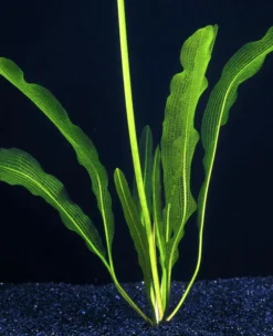 Große Schmale Gitterpflanze / Aponogeton Henkelianus