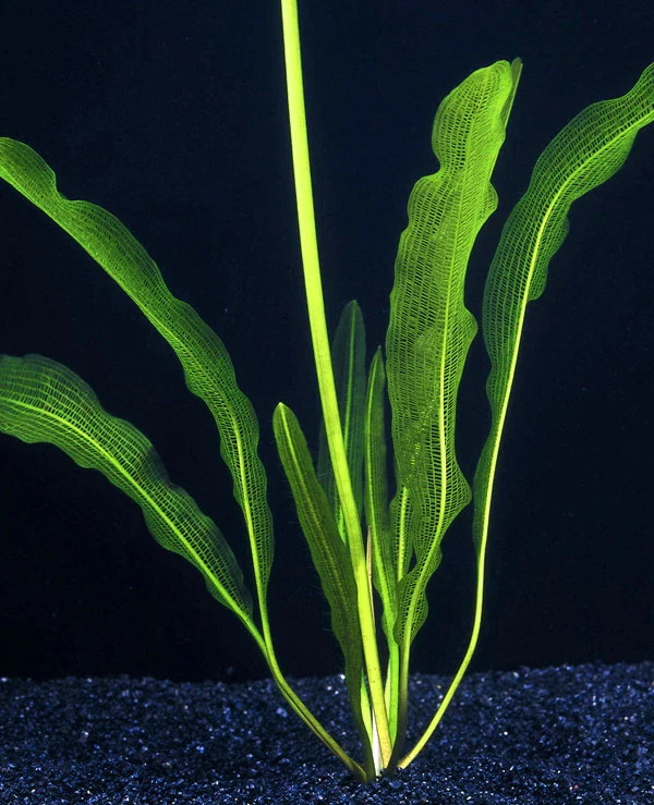 Große Schmale Gitterpflanze / Aponogeton Henkelianus 3 Große Schmale Gitterpflanze / Aponogeton Henkelianus