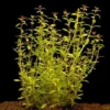 Schmalblättrige Ludwigie / Ludwigia Arcuata Im Topf 2 Schmalblättrige Ludwigie / Ludwigia Arcuata Im Topf -Hobby || DENNERLE || Flamingo Verkäufe T101BL 1 1 1