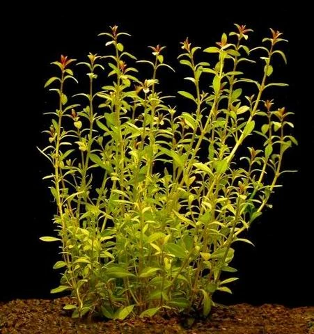 Schmalblättrige Ludwigie / Ludwigia Arcuata Im Topf 3 Schmalblättrige Ludwigie / Ludwigia Arcuata Im Topf