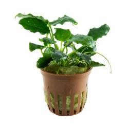 *NEU* Anubias Barteri Var. Nana "Kirin" -Hobby || DENNERLE || Flamingo Verkäufe T101K T 1 2