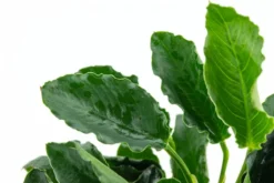 *NEU* Anubias Barteri Var. Nana "Kirin" -Hobby || DENNERLE || Flamingo Verkäufe T101K T 1 3