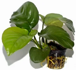 Anubias Barteri Var. Caladiifolia "1705" / Breitblättriges, Langstieliges Speerblatt